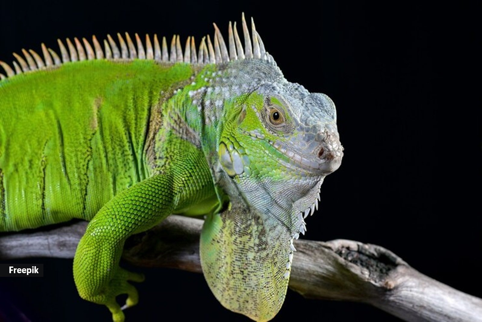 While it’s not a common behaviour, some lizard species, including iguanas and monitor lizards, are known to cannibalise their young