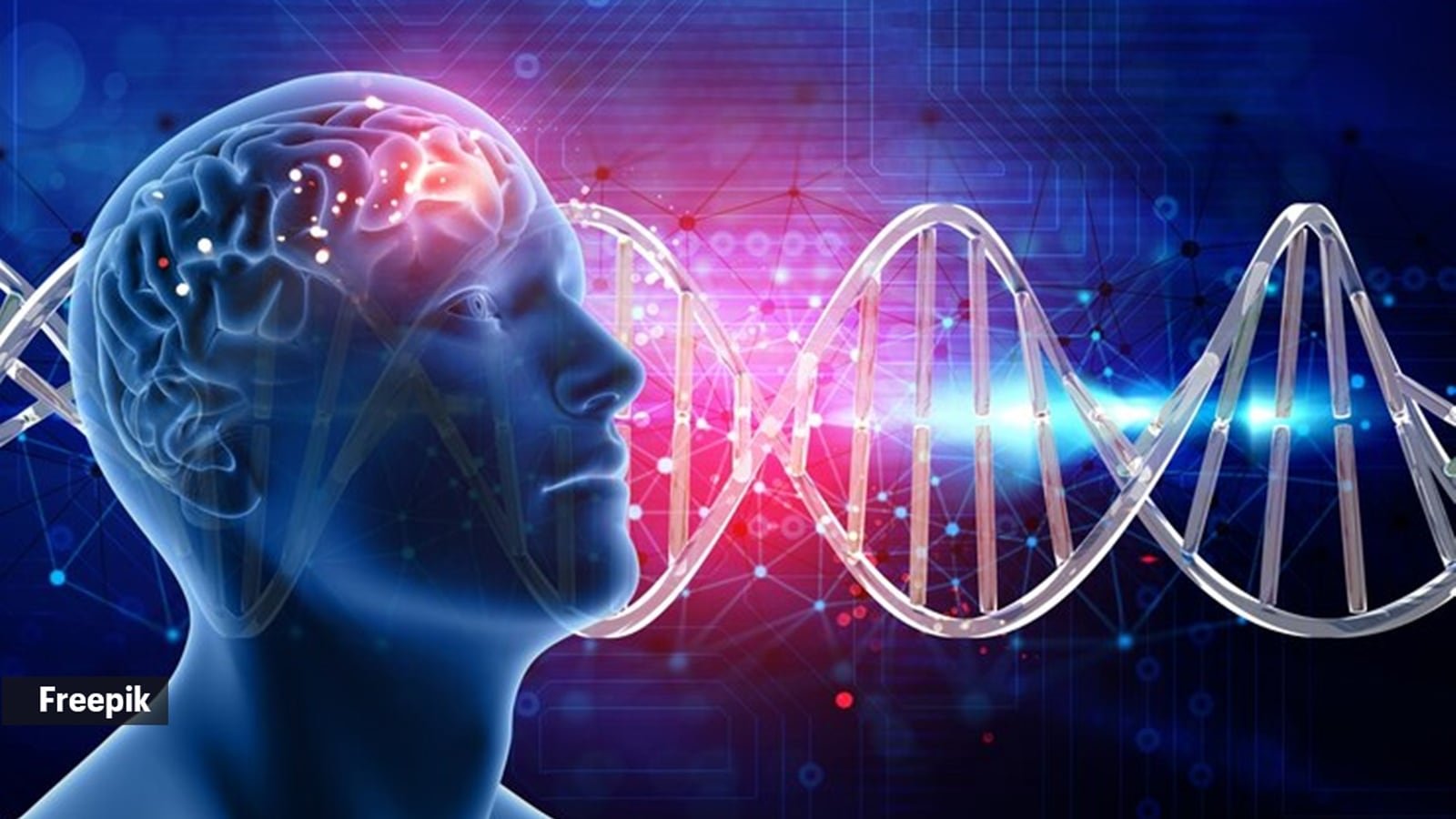 Over time, meditation thickens the prefrontal cortex, responsible for decision-making.