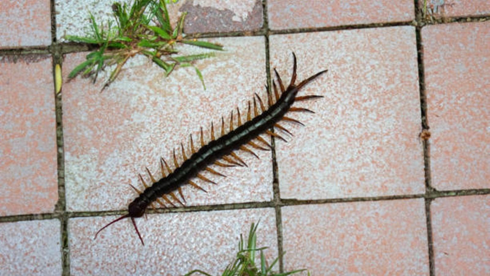 centipede